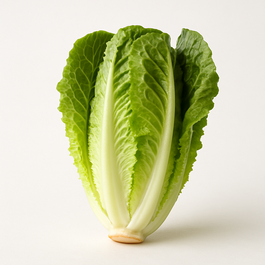 Lechuga romana